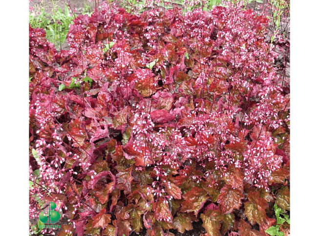 Heuchera   'Rachel'